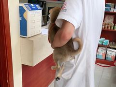 -艾贝尔宠物医院 ·内科全科(梁溪路店)