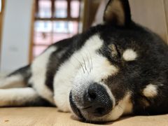 -是阿柴呀！柴犬咖啡·爱喵喵猫咖