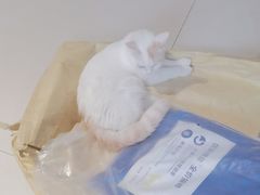 -平行世界·猫咖(首经贸店)