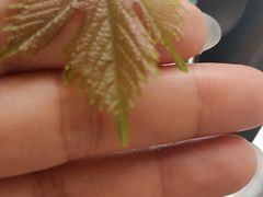 -京津佛罗伦萨小镇