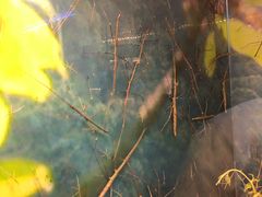 -上海大自然野生昆虫馆(东方明珠·爬宠昆虫探索中心)