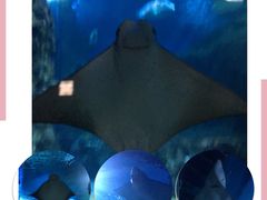 -暹罗海洋世界