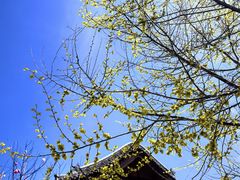 -五台山圆照寺