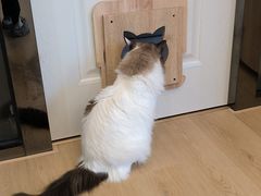 -有喵·猫咖·狗咖·30几只猫10只小狗(岗厦店)
