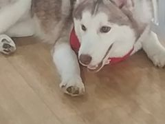 -Husky Go! 哈士奇体验馆·宠物咖啡厅狗咖