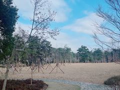-上海滨江森林公园