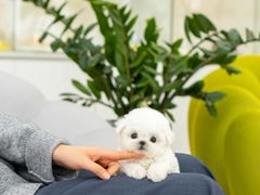 -萌宠之家·腊肠犬·马尔泰·小体犬舍