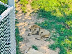 -西霞口神雕山野生动物世界