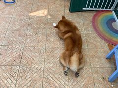 -喜柴咖啡·柴犬狗咖