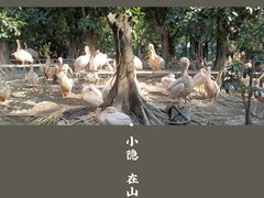 -广州长隆飞鸟乐园