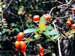 -藏龙百瀑风景区