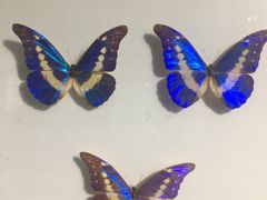 -上海昆虫博物馆