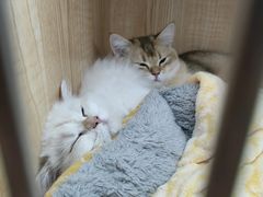 -山宅一喵德文卷毛猫舍