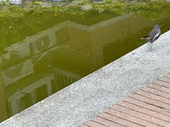 -金砂公园