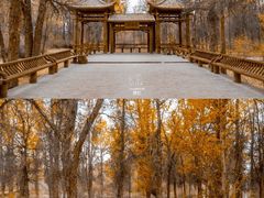 -金塔沙漠胡杨林景区