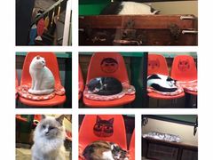 -猫咪博物馆(顶澳仔猫街店)