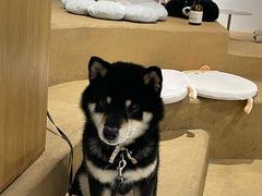 -柴务处·柴犬主题狗咖