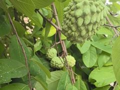 -云溪植物园
