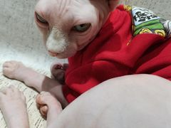 -藏猫猫咖啡主题馆(中央大道店)