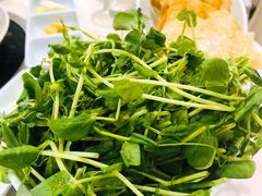 豆苗-洪长兴(广西北路店)