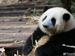-成都大熊猫繁育研究基地
