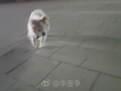 -瑞派雷欧宠物医院·24h夜诊·心脏骨科牙科·全科重症转诊中心(无影山店)