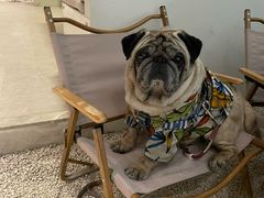 -J Create城市露营咖啡·简餐·宠物(上海动物园店)