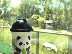 -成都大熊猫繁育研究基地