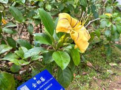 -中国科学院西双版纳热带植物园