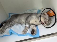 -宠颐生动物医院·心脏科·保险定点(锦阳分院)