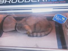 -安安宠医·臻爱宠物医院(簇锦北路分院)