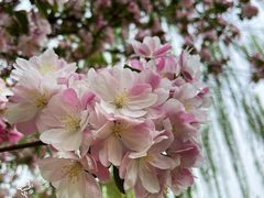 -海棠花溪(元大都城垣遗址公园)