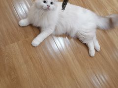-滚猫咖啡·猫咖·猫友好撸猫(未来城店)