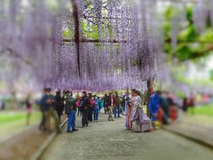 -嘉定紫藤园