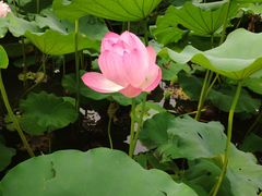-莲花池公园