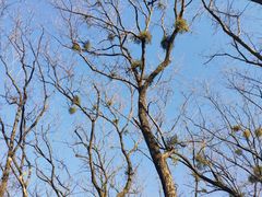 -金孔雀温泉旅游度假村