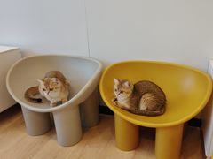 -有喵·猫咖·狗咖·30几只猫10只小狗(岗厦店)