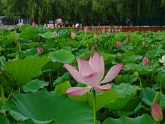 -莲花池公园