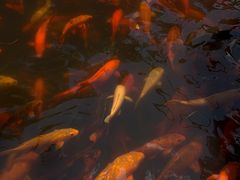 -千岛湖东南湖区