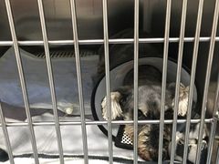 -伟伟宠物医院·CT影像中心·瑞派犬猫综合性门诊(汉口总院)