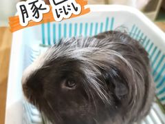 -藦茜花园宠物主题亲子互动体验馆(国顺东路店)