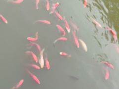 -武汉紫薇都市田园