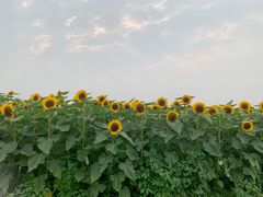 -中国天府农业博览园