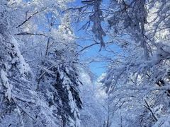 -峡谷浮石林景区