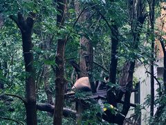 -成都大熊猫繁育研究基地