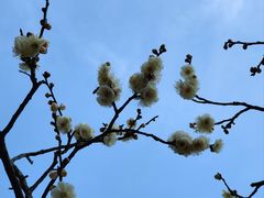 -无锡梅园公园