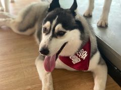 -Husky Go! 哈士奇体验馆·宠物咖啡厅狗咖