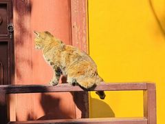 -龙华素斋(龙华路店)