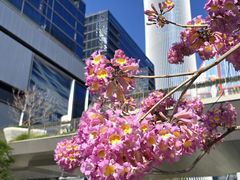 -深圳湾万象城(南山店)