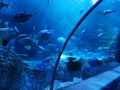 -芜湖新华联大白鲸海洋公园